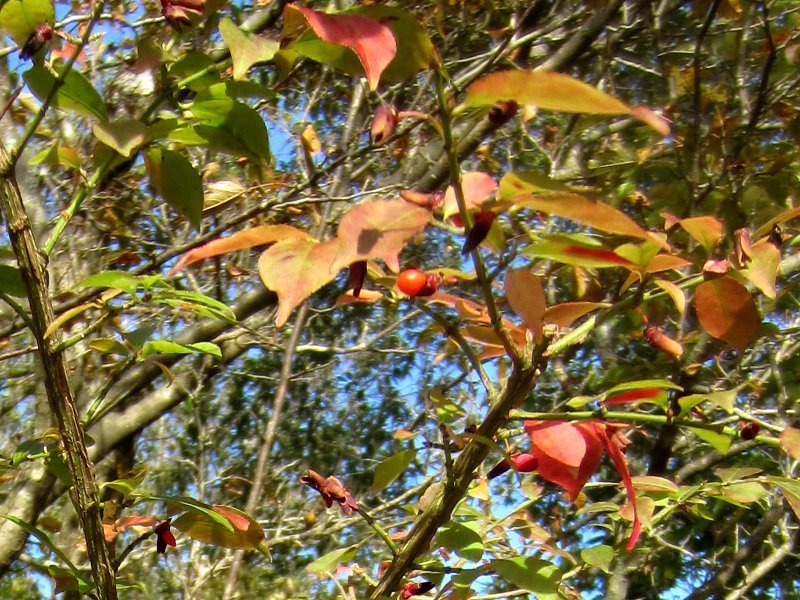 Euonymus hamiltonianus