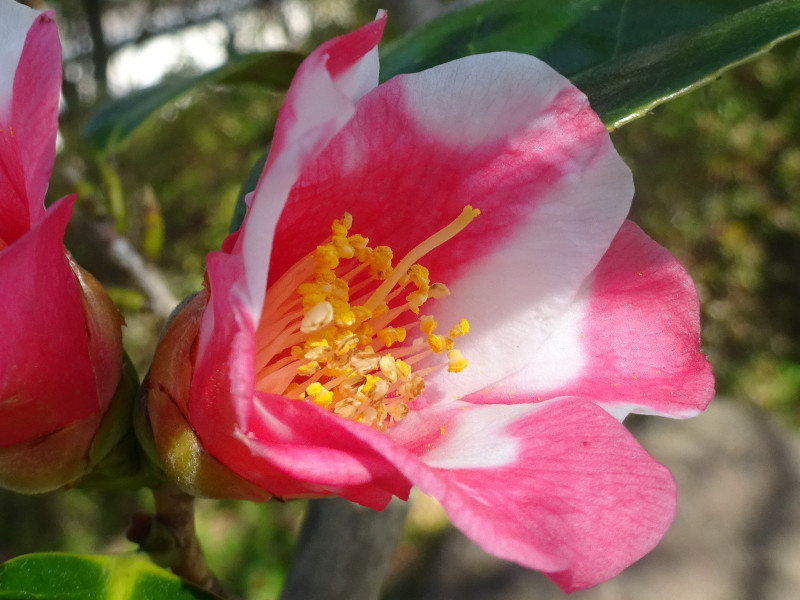 山茶花  胡蝶侘助