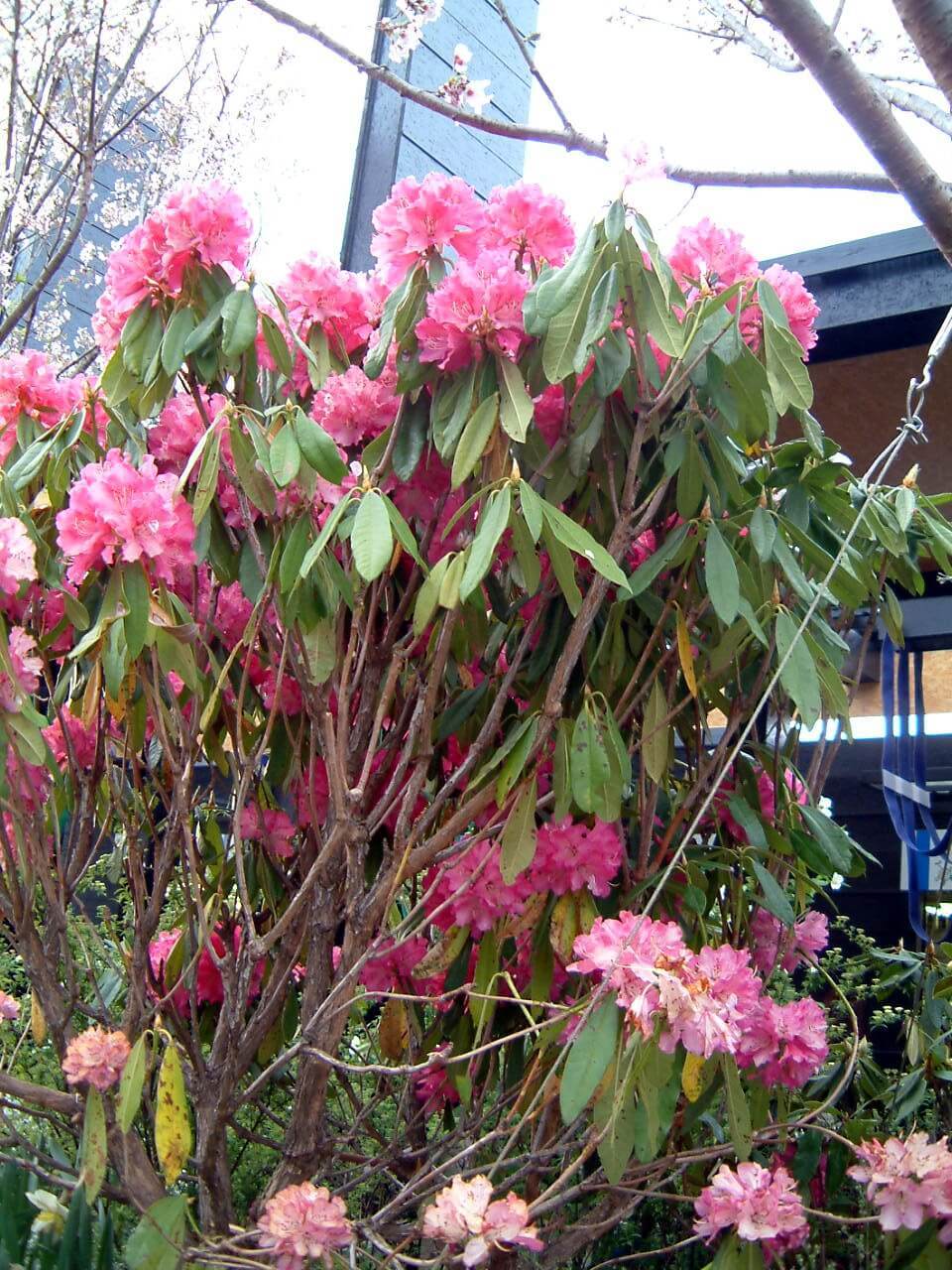 シャクナゲ Rhododendron Hybrids かぎけん花図鑑