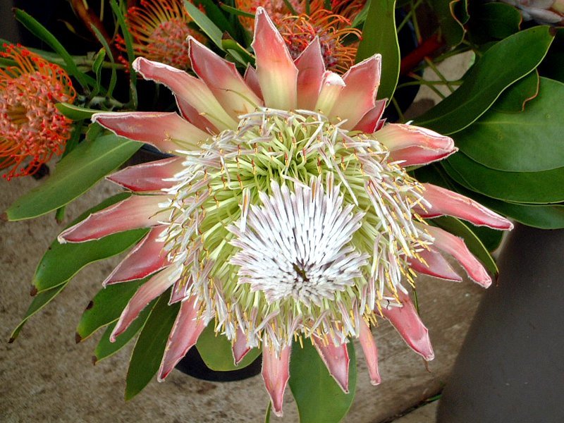 キングプロテア Protea Cynaroides かぎけん花図鑑