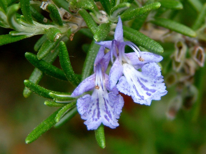 Rosemary