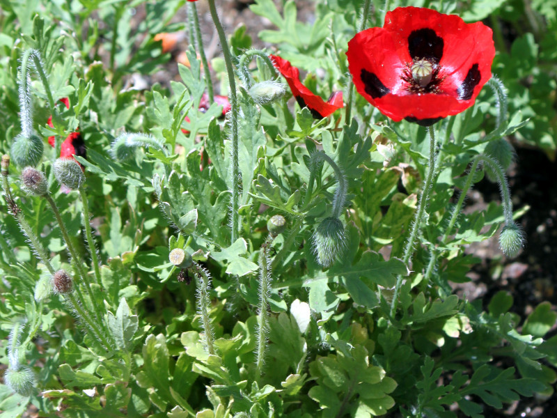 Ladybird Poppy