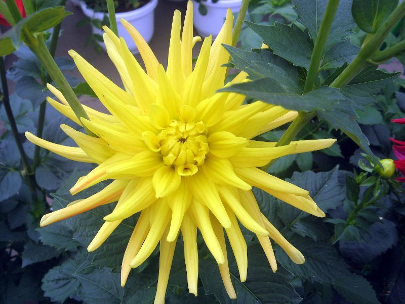 ダリア Dahlia Pinnata かぎけん花図鑑