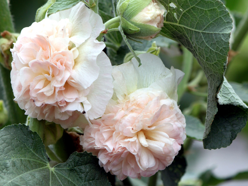 タチアオイ Althaea Rosea かぎけん花図鑑