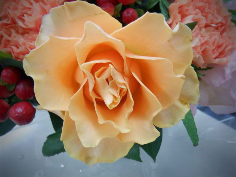 Rose