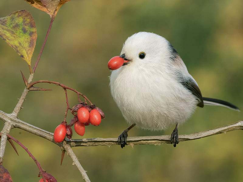 Euonymus hamiltonianus