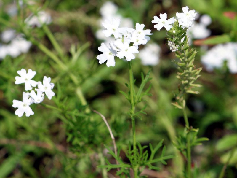 Verbena tenera