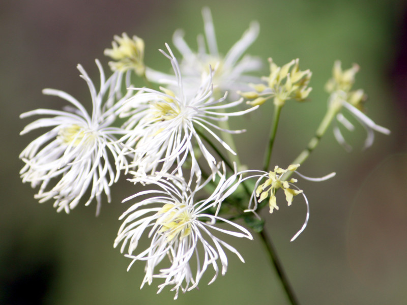 カラマツソウ Thalictrum Aquilegifolium Var Intermedium かぎけん花図鑑