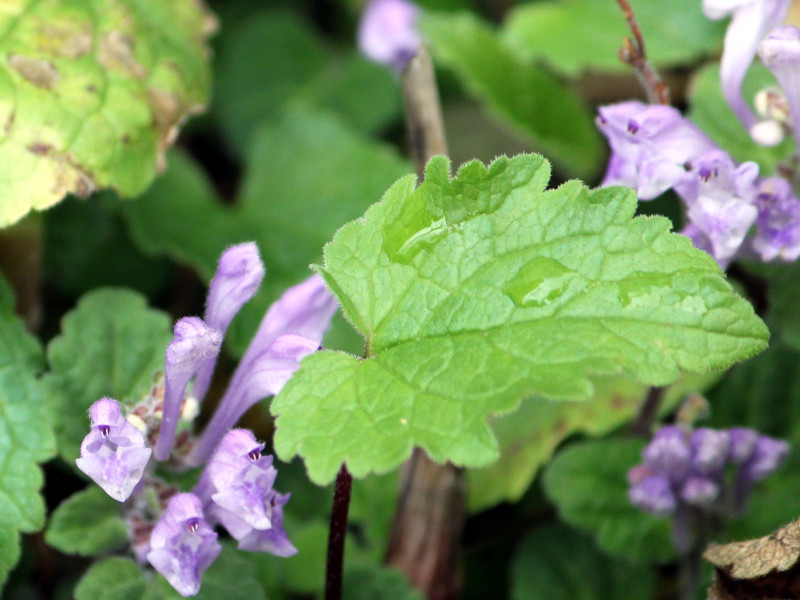 韓信草 Scutellaria Indica 科技研花图画书