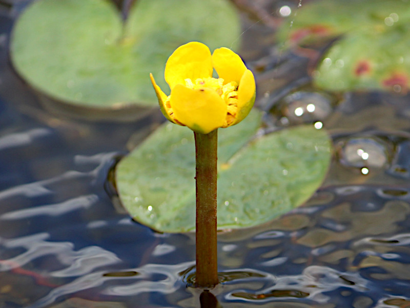 Nuphar subintegerrimum