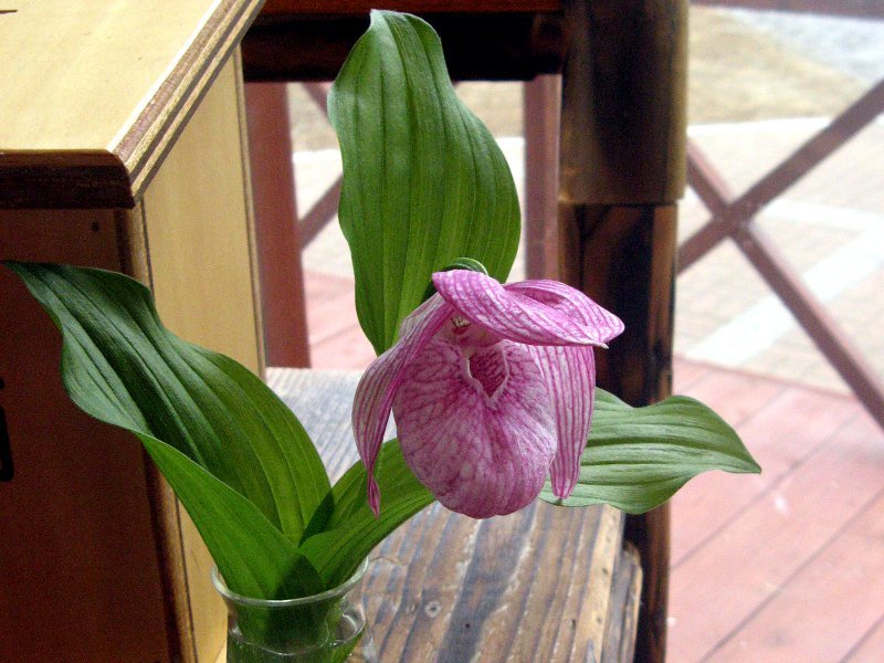 Large-flowered Cypripedium