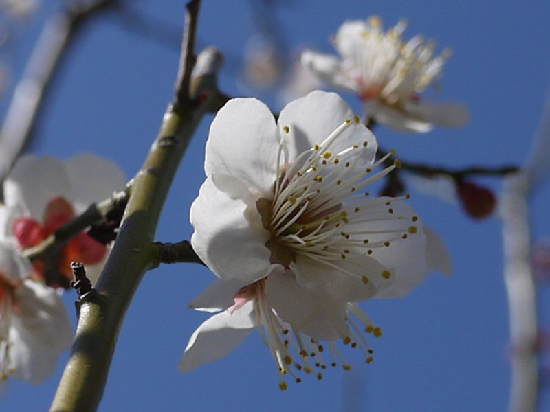 Prunus mume 'Koshusaisho'