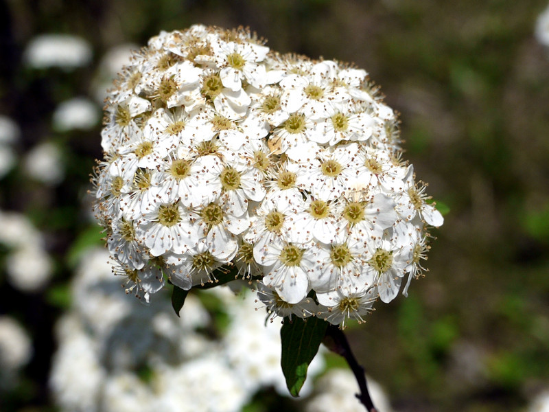 4月24日の誕生花 小手毬、ゼラニウム | かぎけん花図鑑