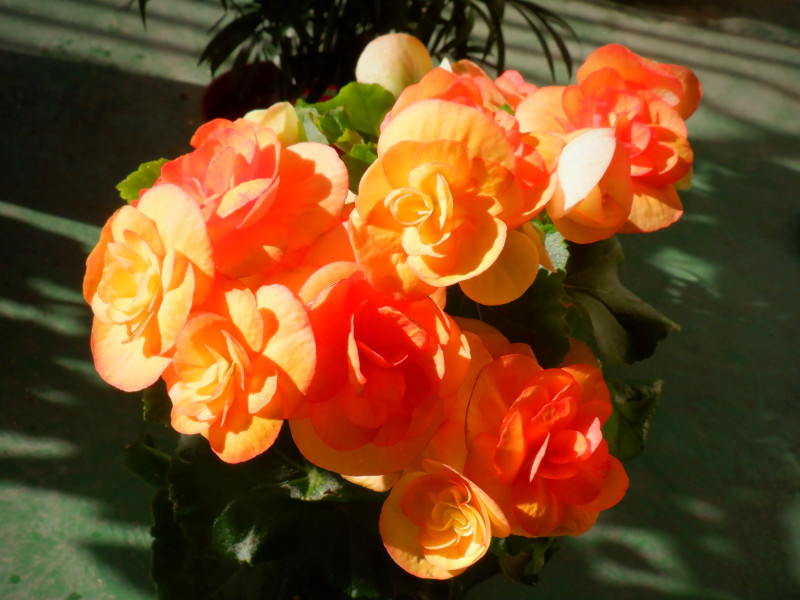 Elatior Begonia | Begonia hiemalis hybrids | Flower Database