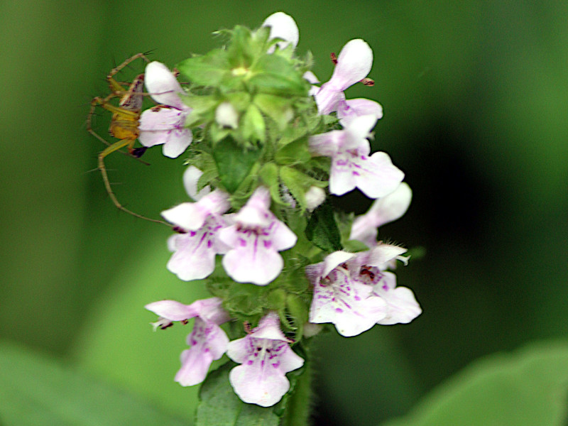 Stachys aspera var. hispidula