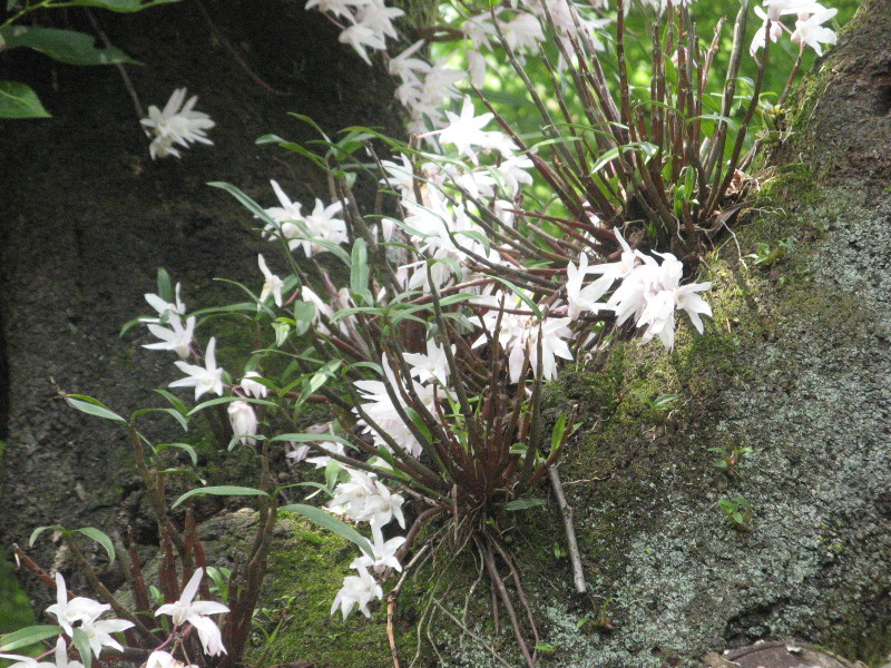 セッコク Dendrobium Moniliforme かぎけん花図鑑