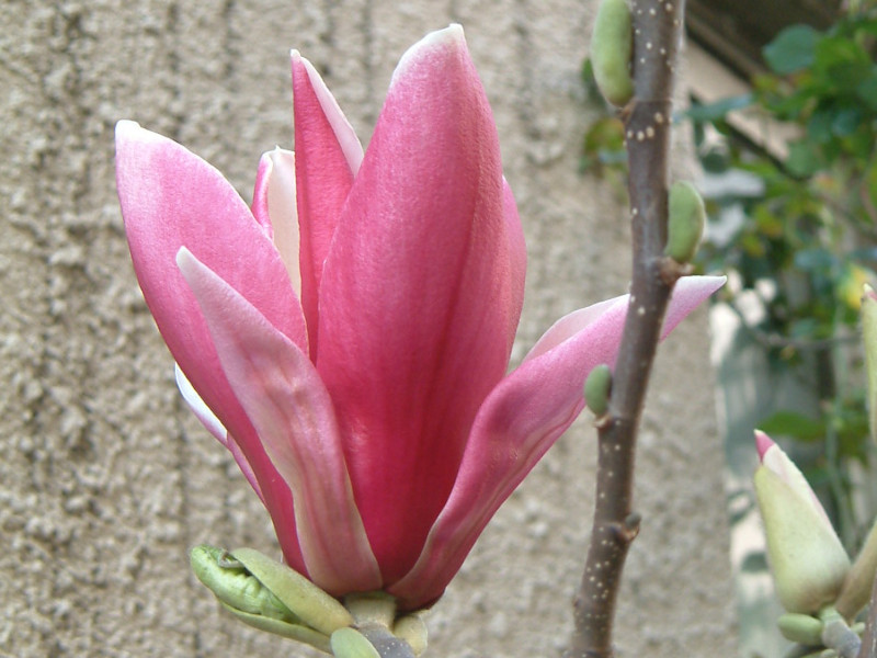 Purple Magnolia 