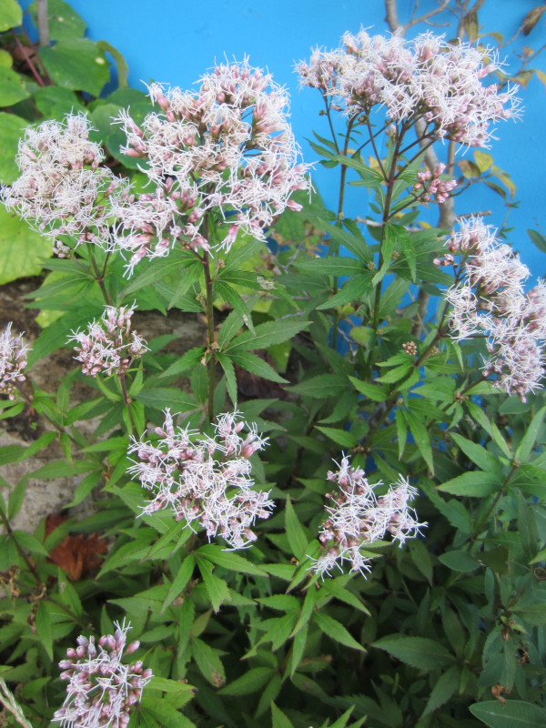 Eupatorium japonicum