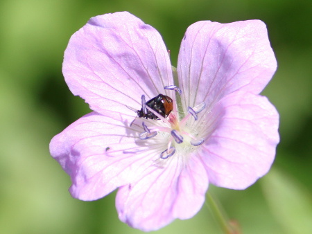 Geranium nipponicum