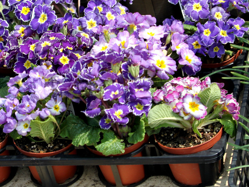 プリムラ ジュリアン Primula Juliana かぎけん花図鑑