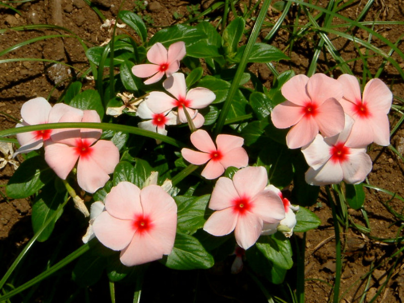 Catharanthus roseus