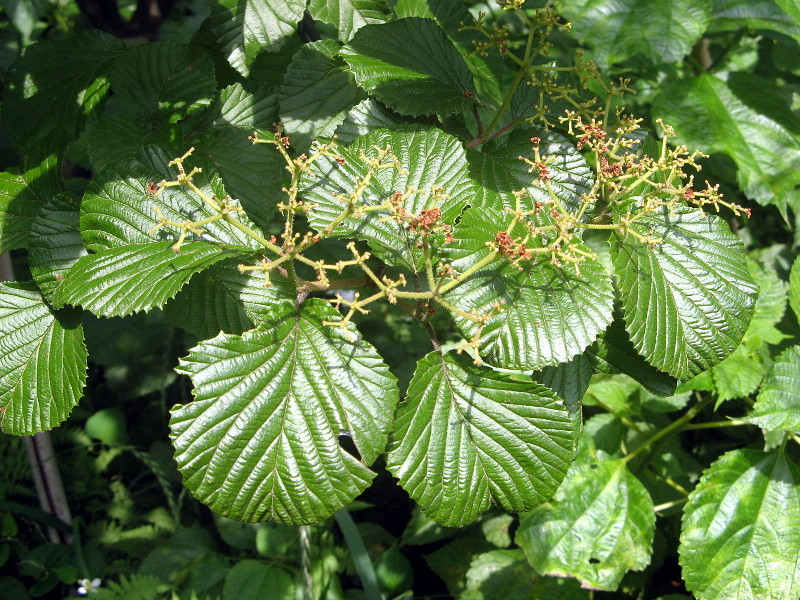 Viburnum dilatatum