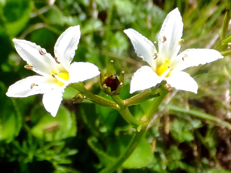 イワイチョウ Nephrophyllidium Crista Galli かぎけん花図鑑