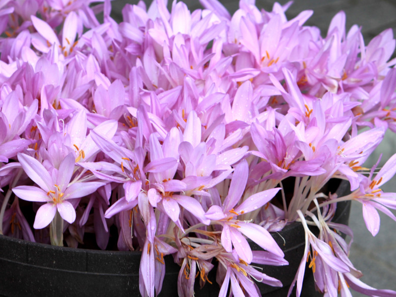 Autumn crocus