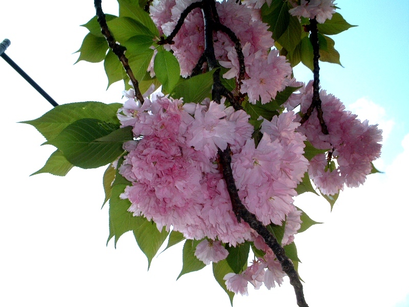 Prunus 'Kanzan'