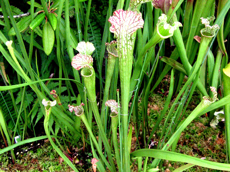 Sarracenia leucophylla