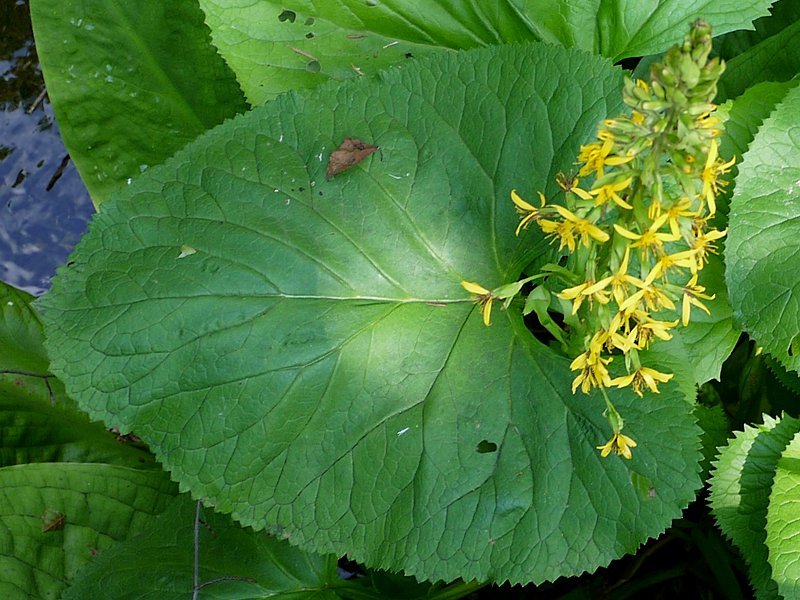 Ligularia fischeri 