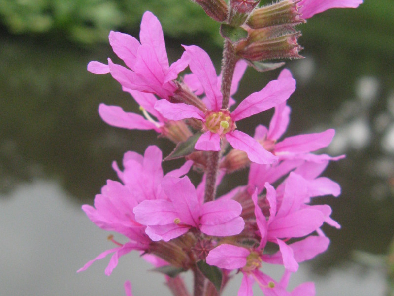 Lythrum salicaria