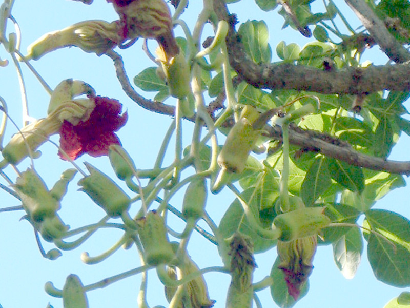 ソーセージノキ Kigelia Africana かぎけん花図鑑