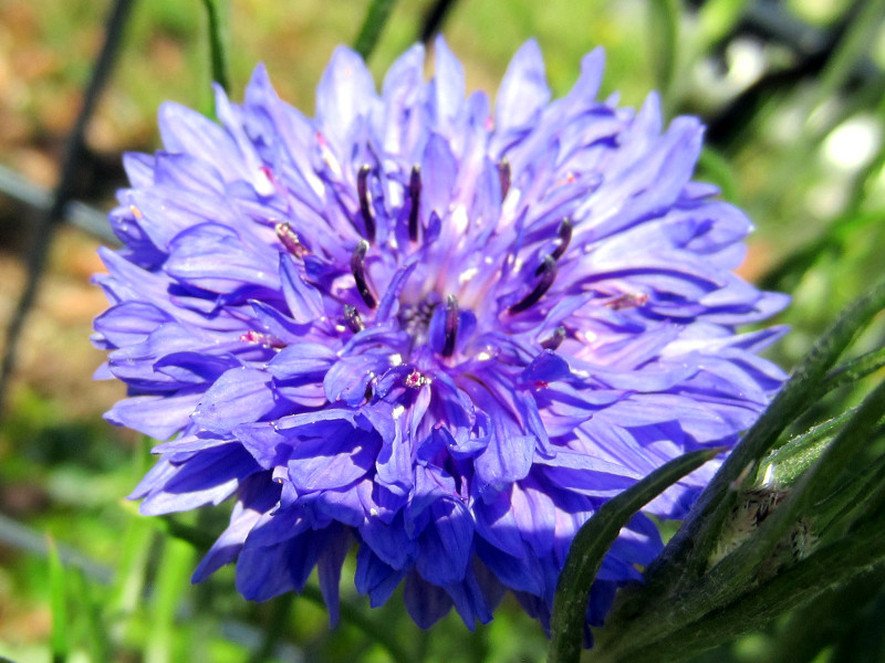 Cornflower