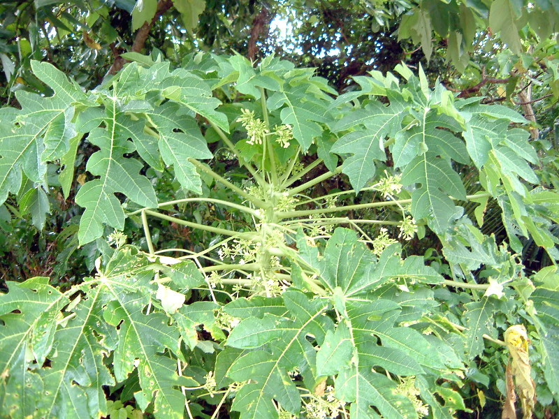 Papaya