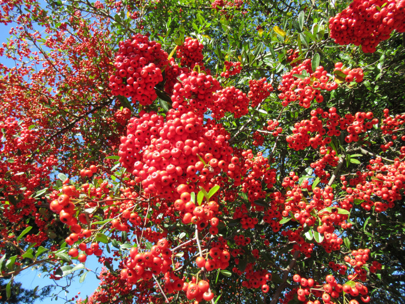 Pyracantha