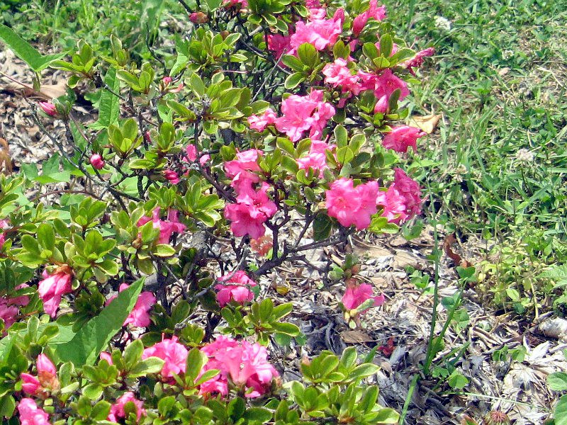 ツツジ属シリーズ14 深山霧島 Flower Database