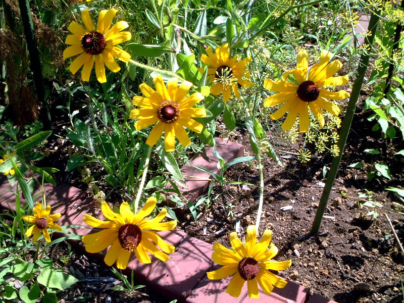 Rudbeckia hirta