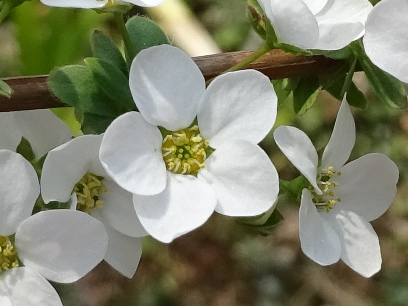 Thunberg's meadowsweet