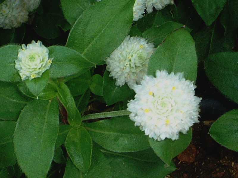 千日紅 Gomphrena Globosa 科技研花图画书