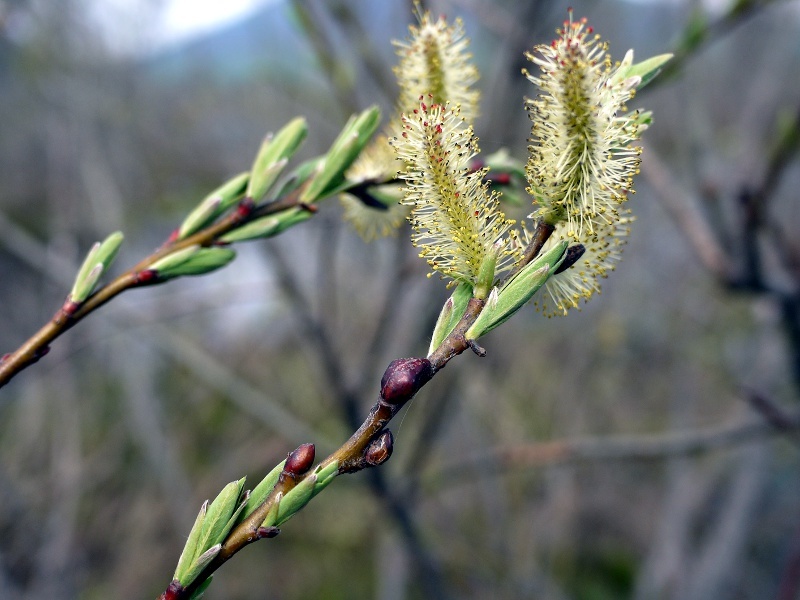 ネコヤナギ Salix Gracilistyla かぎけん花図鑑