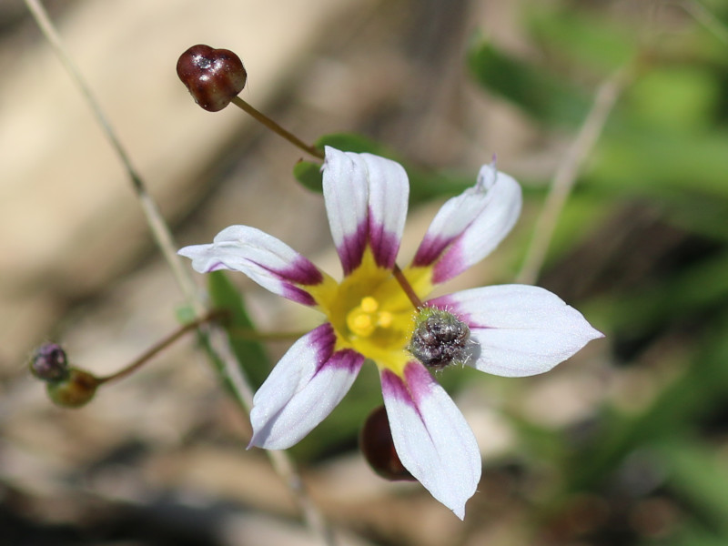 Sisyrinchium rosulatum