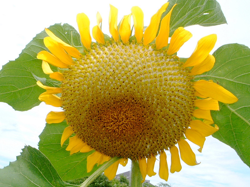 向日葵 Helianthus Annuus L 科技研花图画书