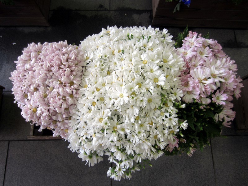 Florist's Cineraria