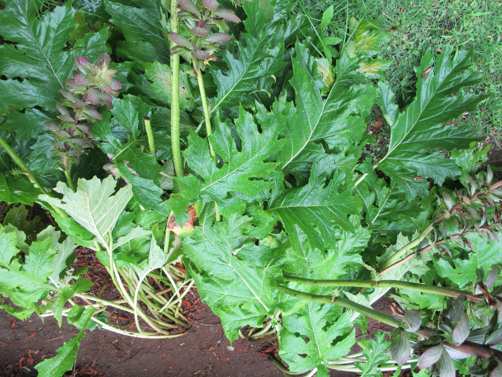 アカンサス Acanthus Mollis かぎけん花図鑑