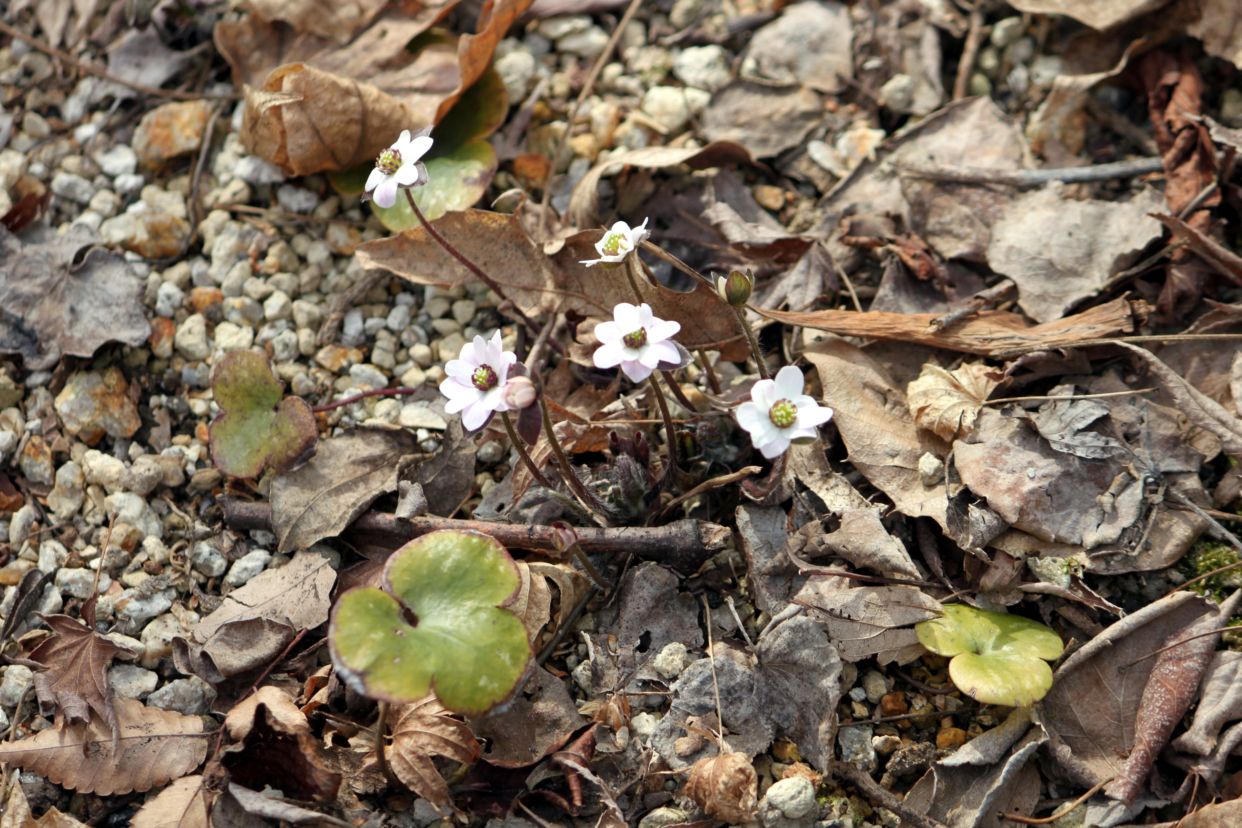 Hepatica pubescens