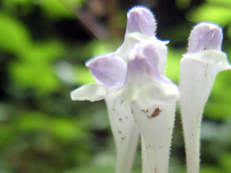 Scutellaria brachyspica