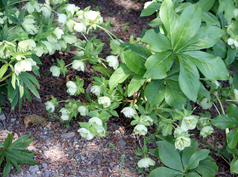 Helleborus orientalis