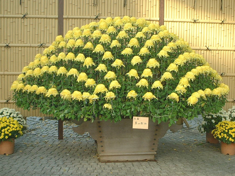 キク | Chrysanthemum morifolium | かぎけん花図鑑