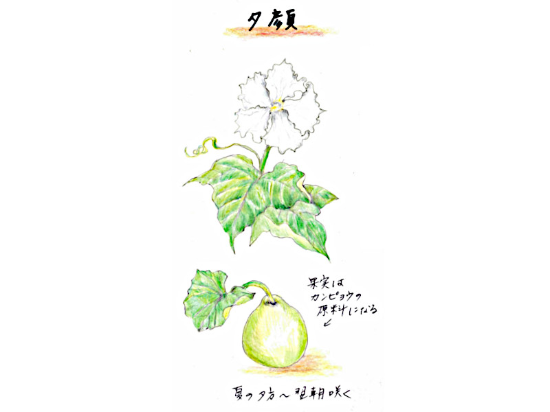 ユウガオ Lagenaria Siceraria Var Hispida かぎけん花図鑑